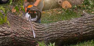 Leaf Removal in Enetai, WA